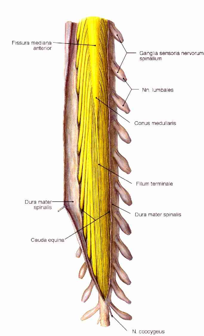 Dural sheaths