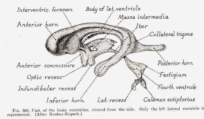 CEREBRAL