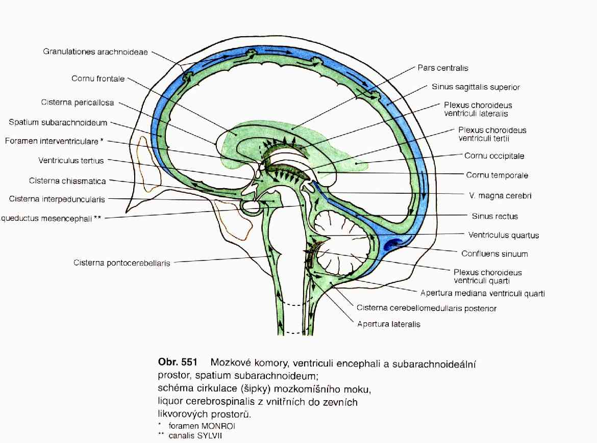 Choroidal plexus lateral