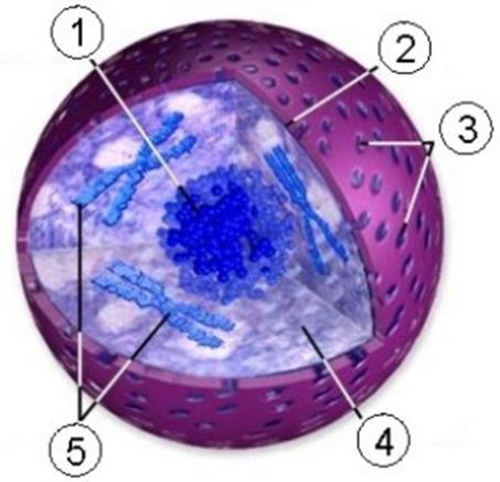 Mitochondria dvojitá membrána vonkajšia: hladká; vnútorná záhyby mitochondriálne kristy