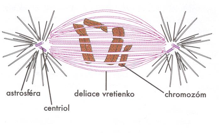 Chromozómy paralelná dvojica chromatíd spojená centromérou;