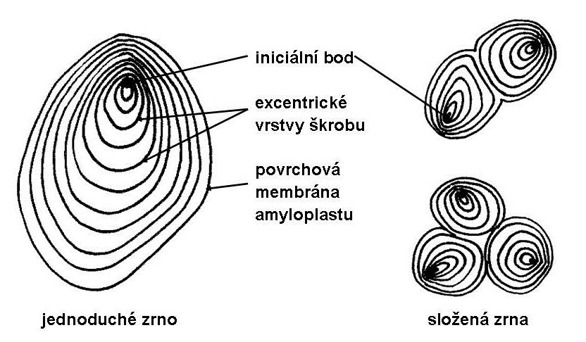 delenia Mitotický aparát centrozóm: centriol, centrosféra,