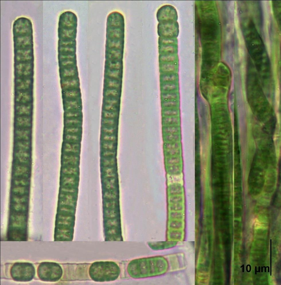 Příloha 14: Phormidium sp.