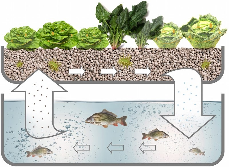 Akvaponie 3 složky Ryby