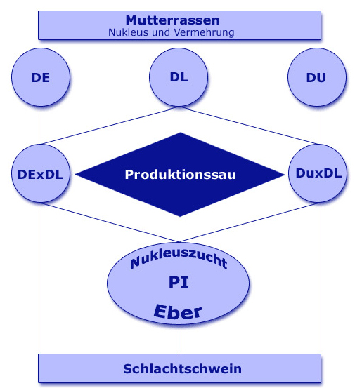 Obr. č. 8: Schéma hybridizačního programu s využitím Pietraina v terminální pozici německé společnosti Schweineherdbuchzucht Schleswig-Holstein (Schweineherdbuchzucht Schleswig-Holstein e. V., 2013).