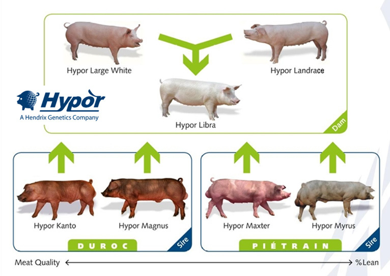 Holandsko Holandský hybridizační program HYPOR firmy A Hendrix Genetics Company je dalším, který je nabízen celosvětově.