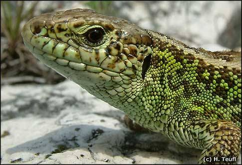 čel. Lacertidae - ještěrkovití - pileus,