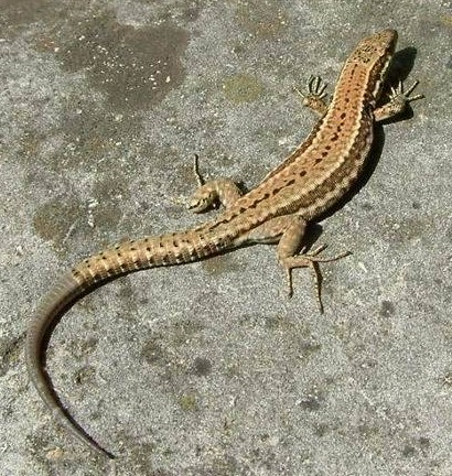 Podarcis muralis ještěrka zední - 18 20 cm; štíhlá,