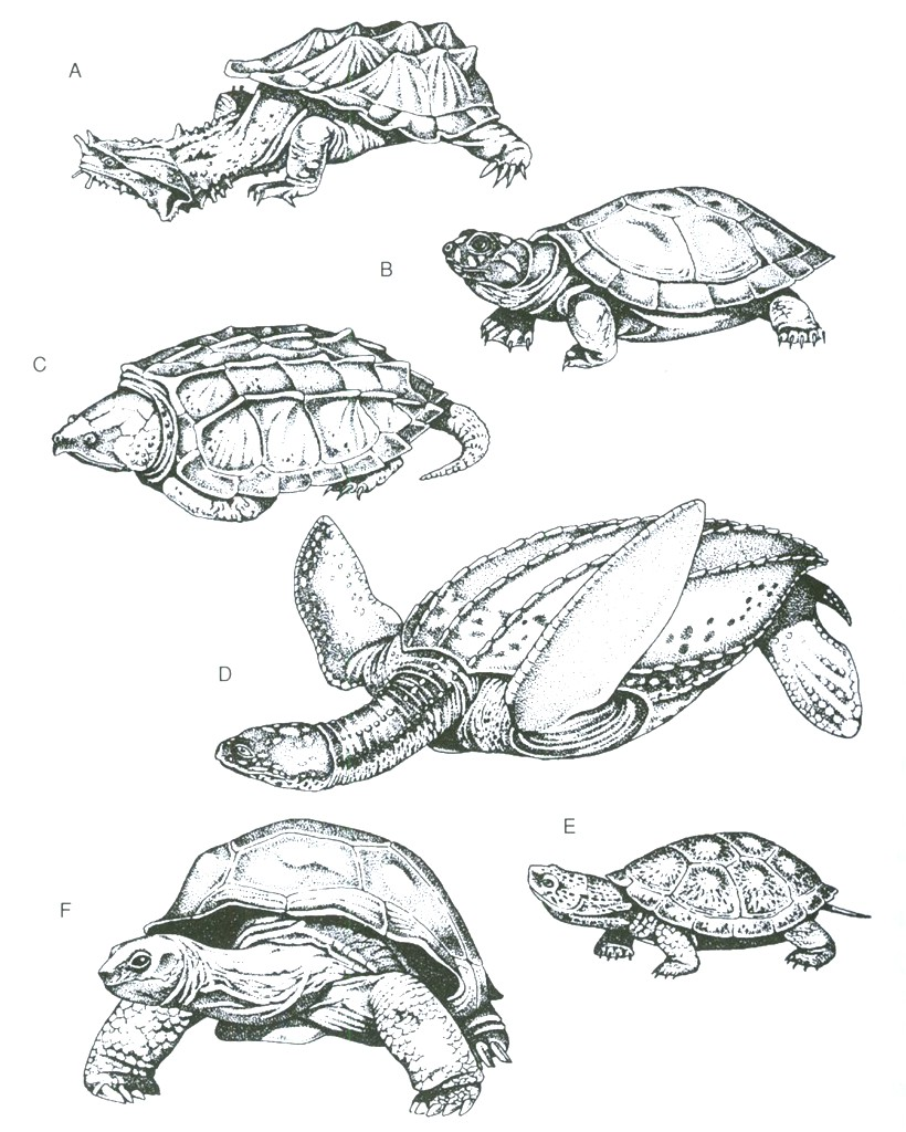 Želvy - Testudines (Chelonia, Testudinata) Pleziomorfní znaky želv: anapsidní lebka (sekundárně), absence Jacobsonova orgánu, podélná kloakální štěrbina, nepárový erektilní penis, kladení vajec