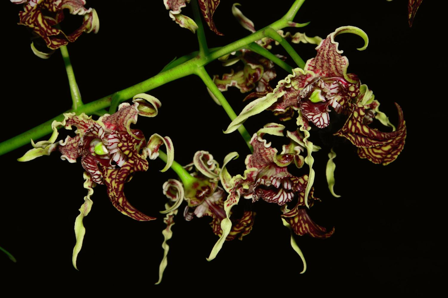 Dendrobium
