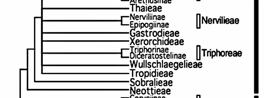 podčeleď bazální Epidendroideae (sensu Chase et al.