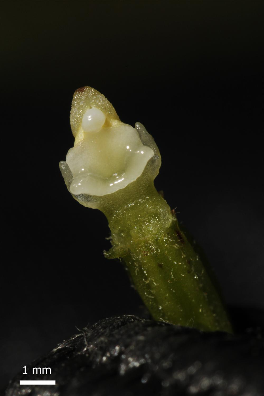 Epipactis