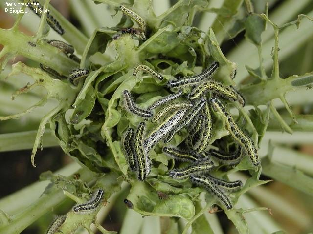 zelí green-leaf volatiles (GLVs)