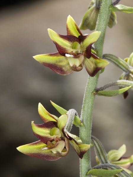 Neottieae Epipactis (sect.