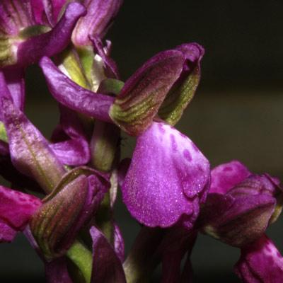Apostasioideae