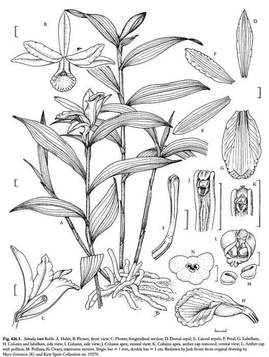 tribus Sobralieae terestrité s redukovanými pahlízami
