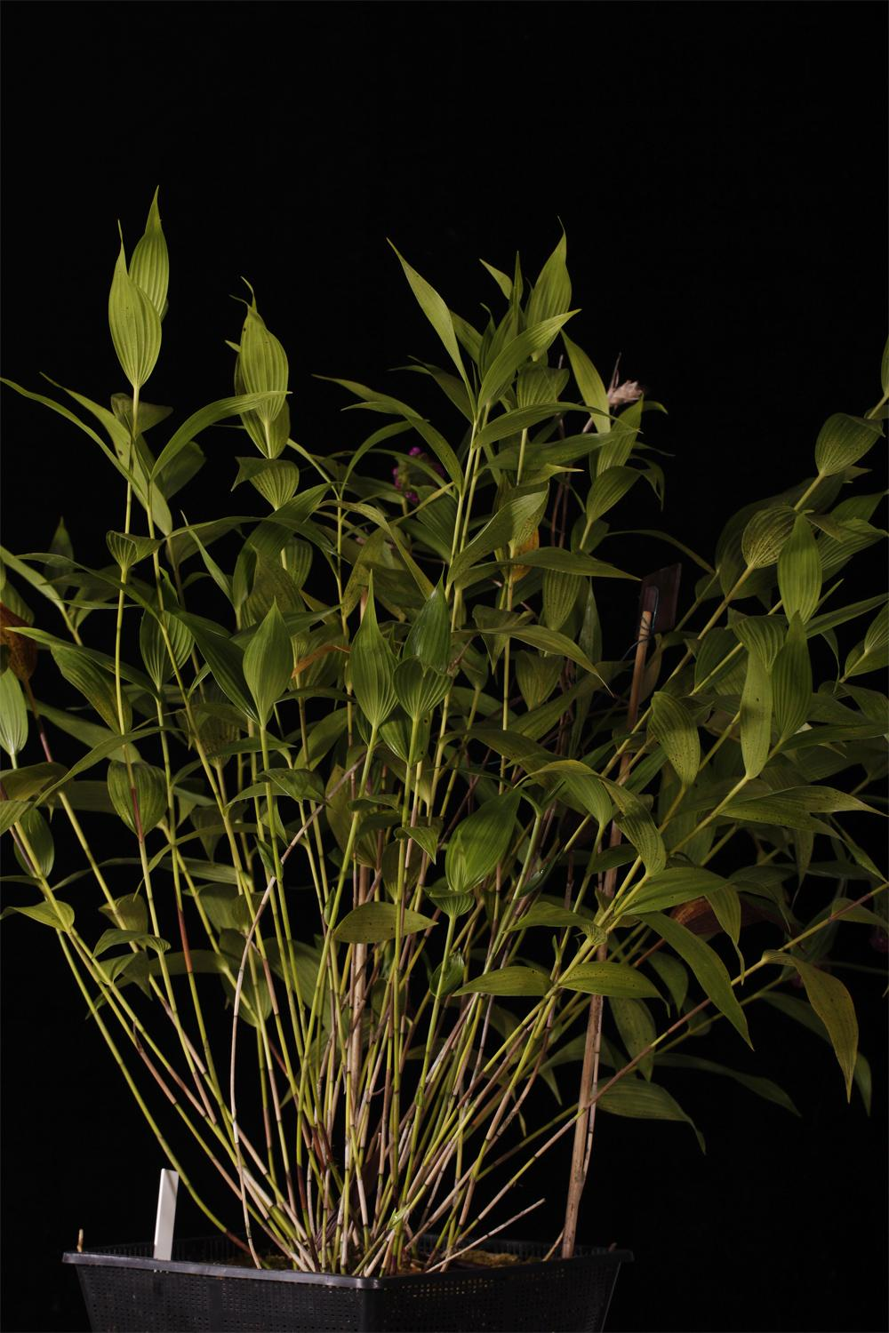 Sobralieae rod