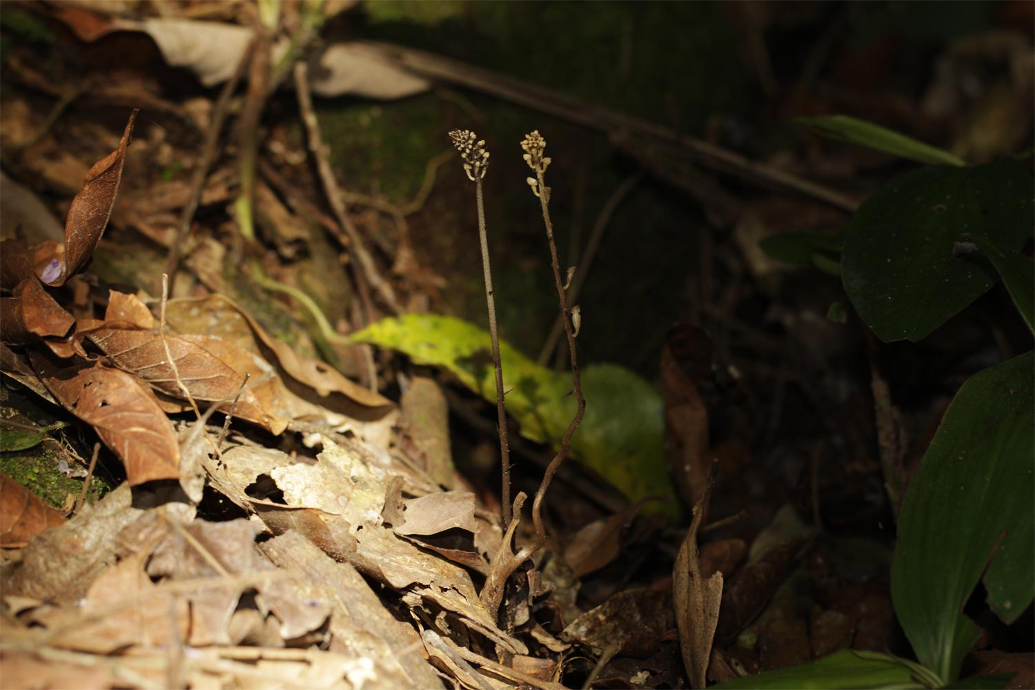 Wullschlaegelieae tribus