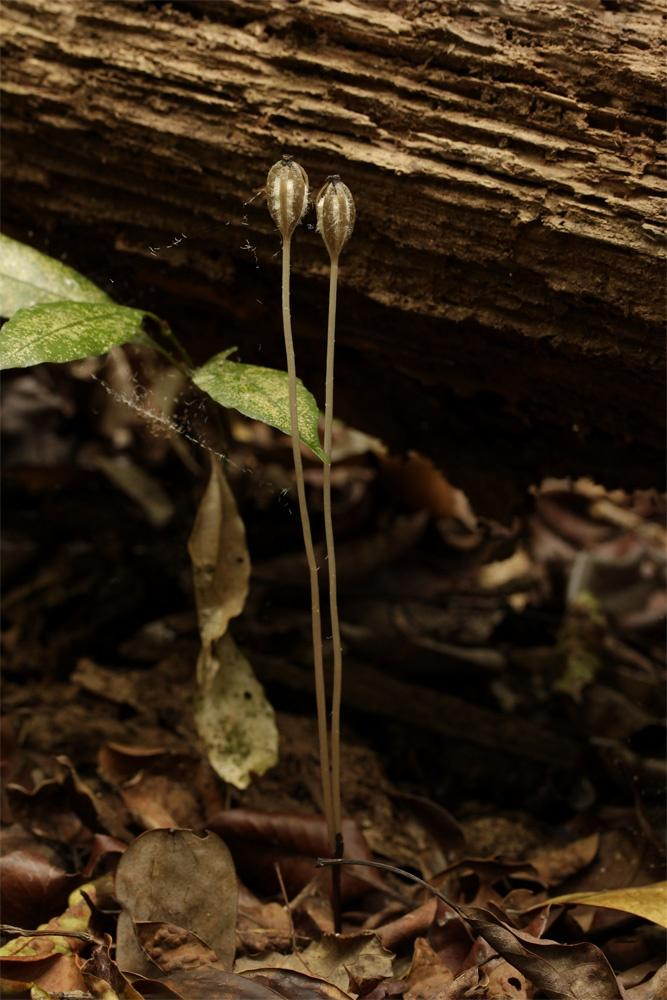 Gastrodieae