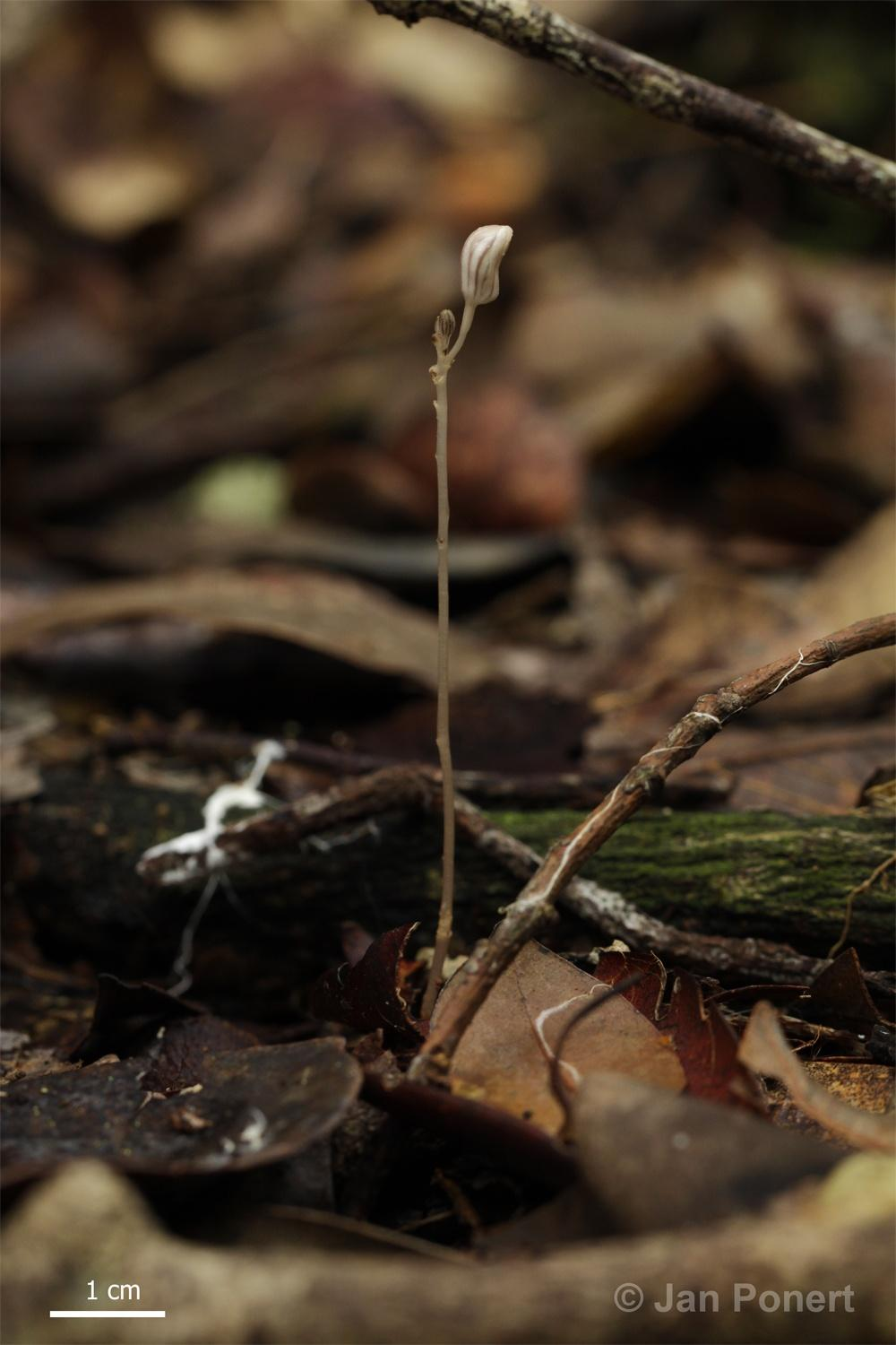 Didymoplexis sp.