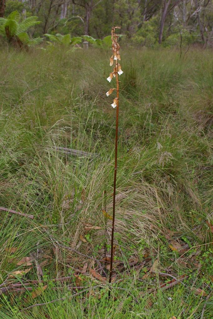 Gastrodia