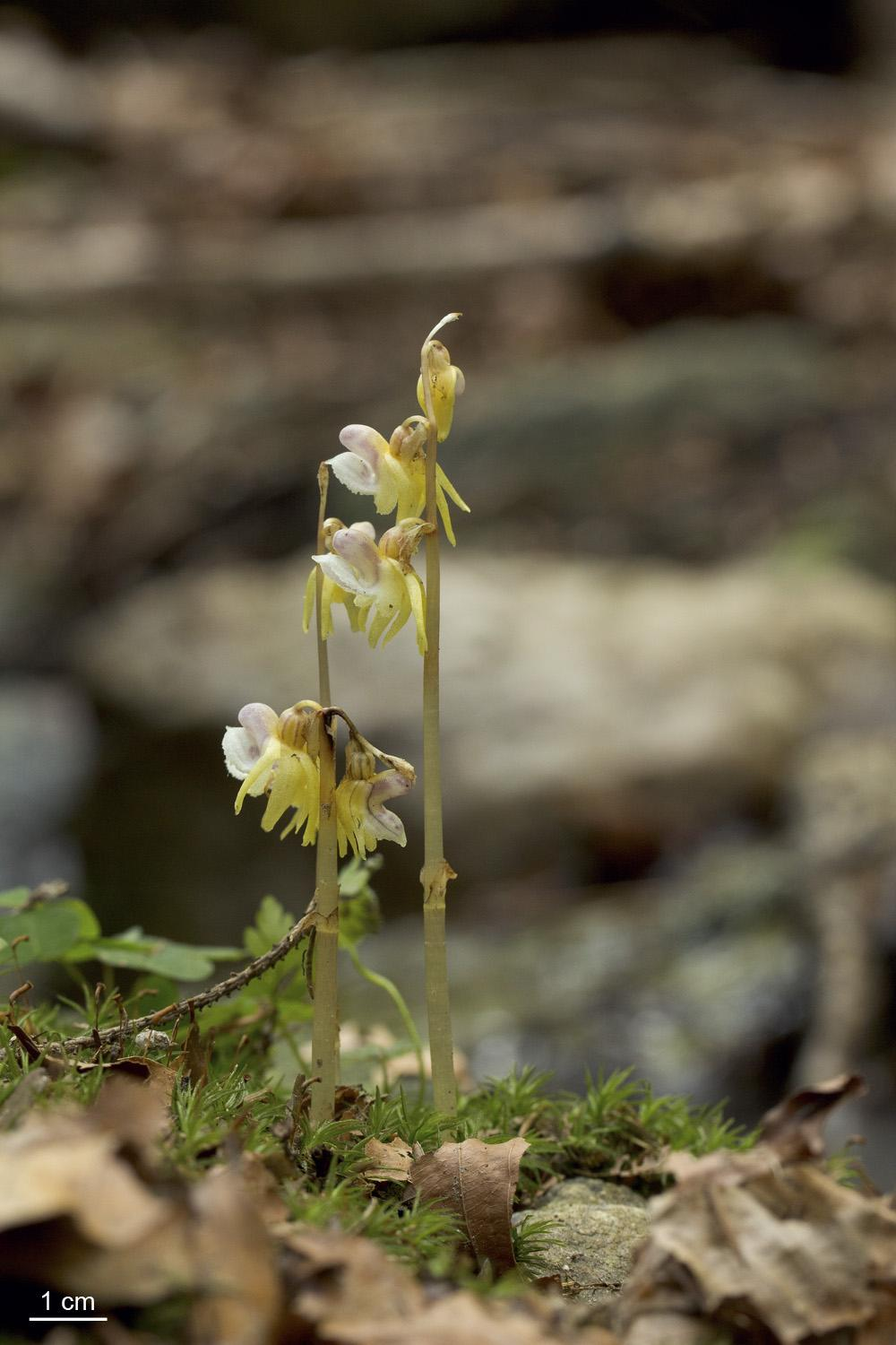 ČR Nervilieae tribus Nervilia -