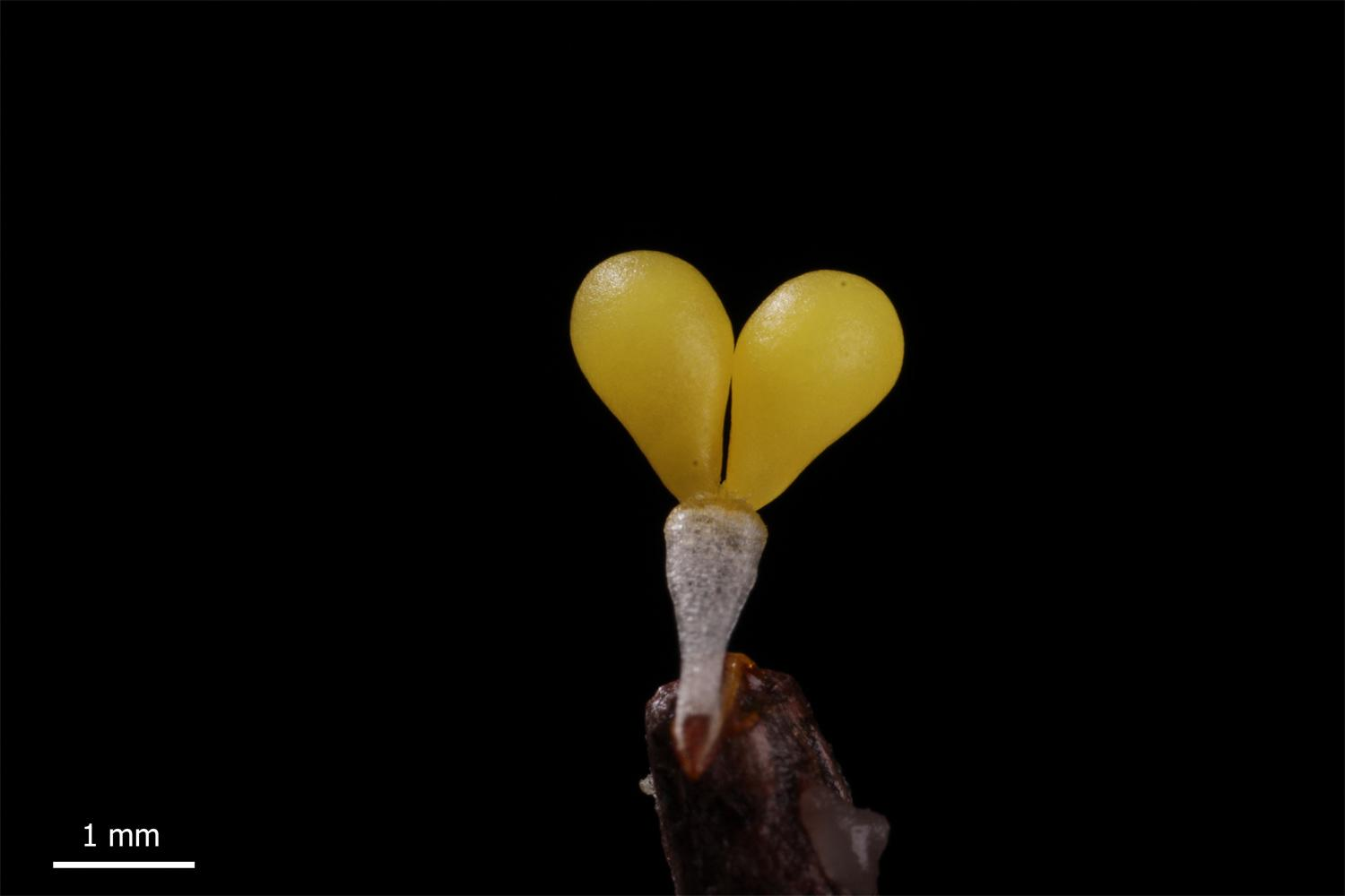 - pollinarium