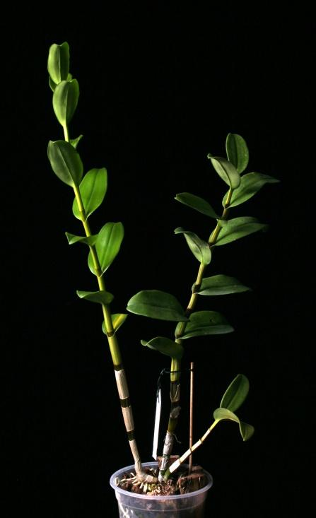 podčeleď Epidendroideae -