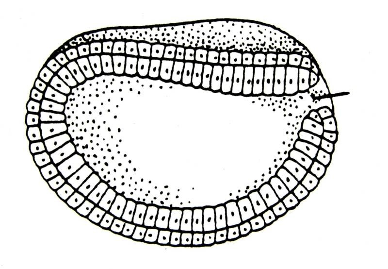 Druhoústí - Deuterostomia Strunatci