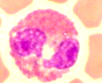 Mezi buňky myeloidní řady zahrnujeme granulocyty neutrofilní, eozinofilní a bazofilní. Neutrofily jsou buňky o průměrné velikosti 30 µm (viz. obr. 9).