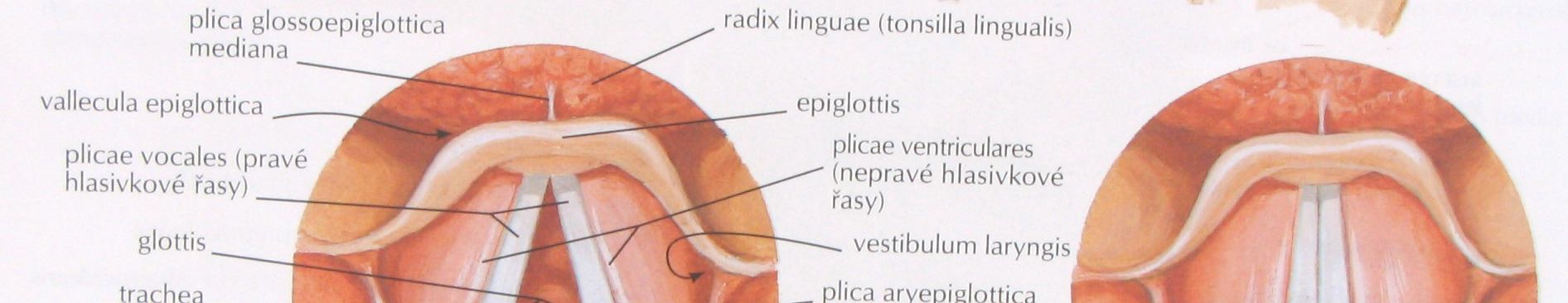 Stavba hlasivek Obr. 6 Pohled na hrtan shora (Netter, H., 2003) Hlasivky jsou tedy složitým ústrojím uloženým v hrtanu mezi chrupavkou štítnou a chrupavkou prstencovou.