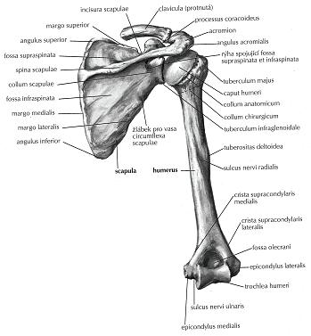 Obr. 2: Pletenec horní končetiny (zezadu) Zdroj: NETTER, F. Anatomický atlas člověka. Praha: Grada, 2003. s. 393 1.
