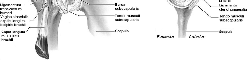 subscapularis umístěná bursa subscapularis, mezi rotátorovou manžetou a fornixem humeru rozsáhlá subakromiální burza a v oblasti proc. coracoideus je bursa coracoidea (Dungl, 2005).