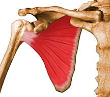 k hrudníku. Činností svalů jsou možné posuvné a otáčivé pohyby, které doplňují pohyby v kloubu glenohumerálním. 1.3 Svaly pletence horní končetiny Náleží sem šestice svalů: m. subscapularis, m.