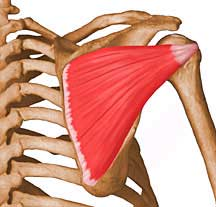 Obr. 5: Musculus supraspinatus Zdroj: http://www.rad.washington.edu/academics/academicsections/msk/muscle-atlas/upper-body/supraspinatus M.