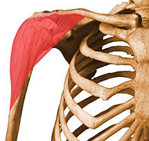 abdukci, ventrální a dorzální flexi. Inervace svalu je z n. axillaris (obr. 9). Obr. 9: Musculus deltoideus Zdroj: http://www.rad.washington.