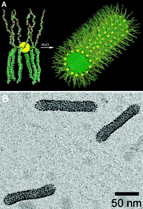 Self-Assemly- Samosestavování Budování nanovláken z menších molekul jako ve