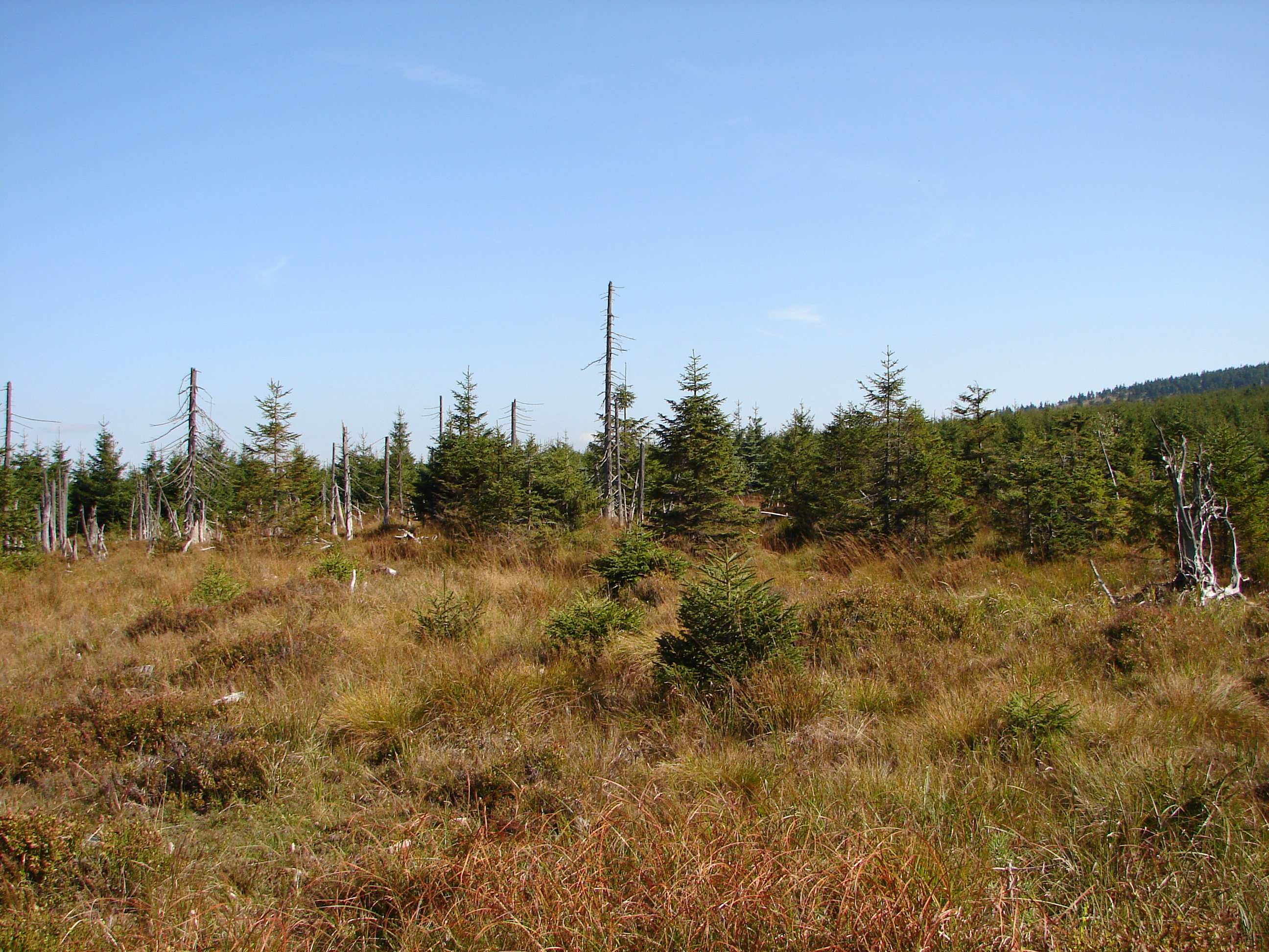 Lesy původní pralesy (1790,08 ha) (viz. Obr. 9) Obr. 9 Les původní (Foto: Správa KRNAP) Spolu s lesy přírodními tvoří základ navrhované I.