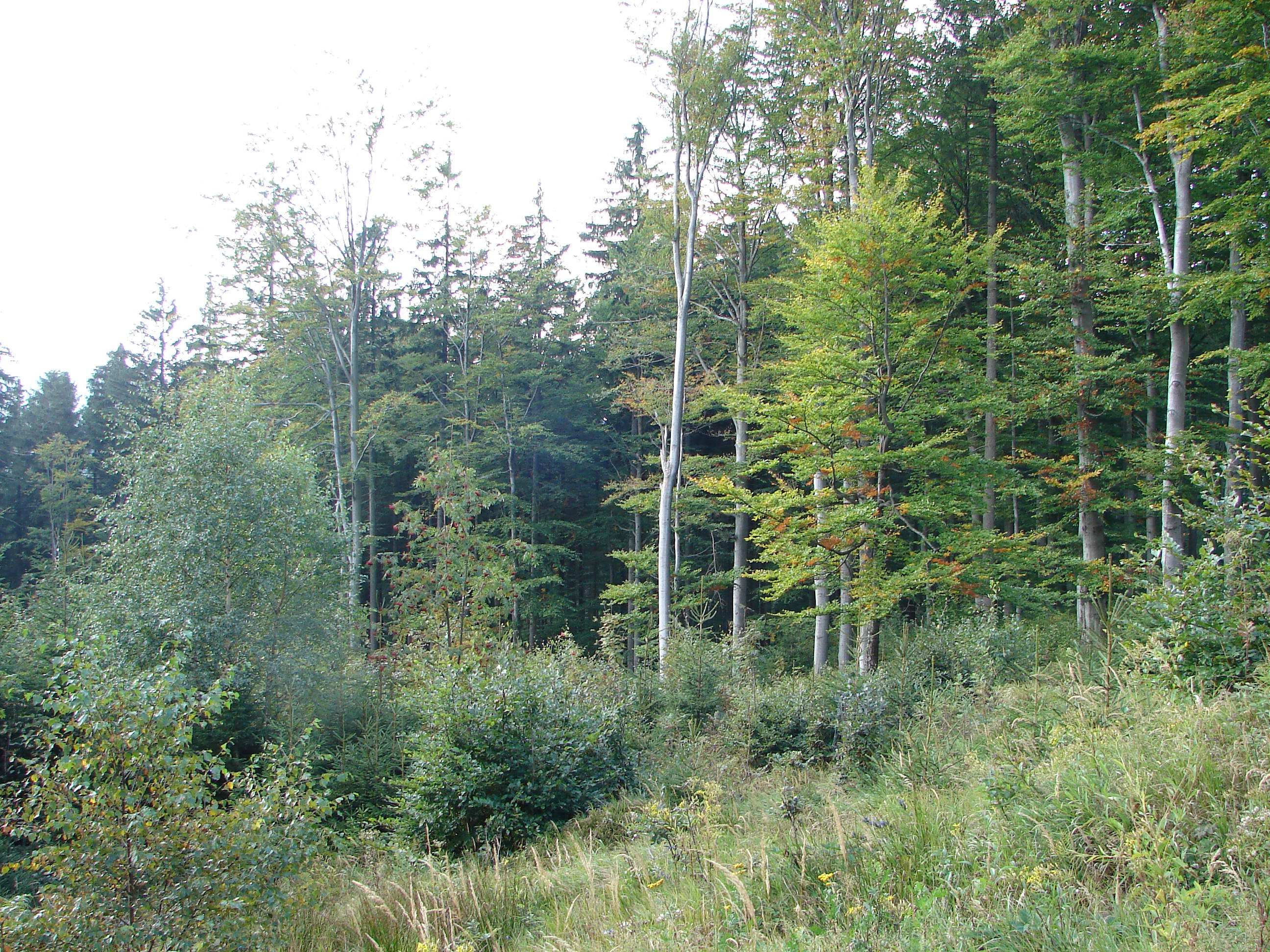 Lesy přírodě blízké (9729,22 ha) (viz. Obr. 10 a Obr. 8) Obr. 10 Les přírodě blízký (Foto: V.