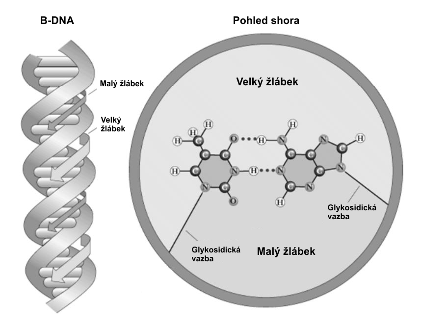 Obr. 5: Velký a malý žlábek ([32] upraveno) A-DNA B-DNA Z-DNA Obr.