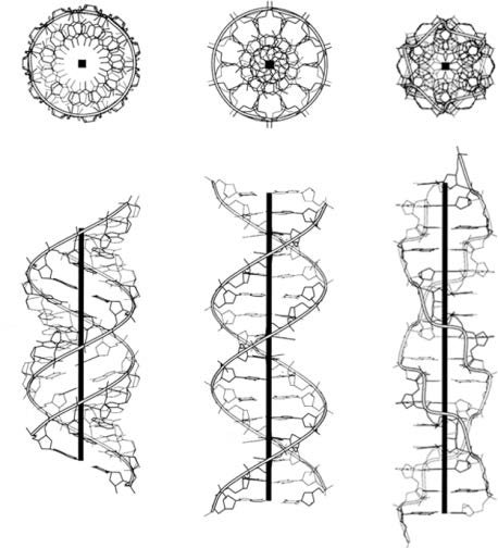 Jak již bylo zmíněno výše, základní DNA konformací je B-forma,