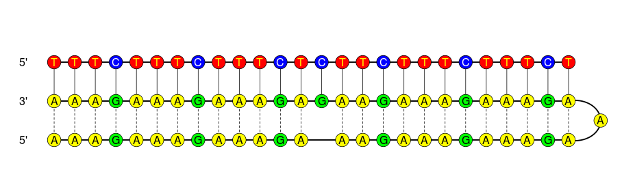 Obr. 23: Vizualizace struktury reálného palindromu, nalezeného ve fragmentu DNA z lidského genomu (BSgenome.Hsapiens.UCSC.hg19) [23]. V horní části vlákna se nacházejí dvě inzerce.