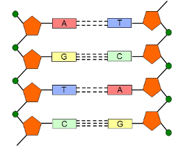Vznikají tak struktury jako triplex, kdy se párují tři vlákna spolu nebo uspořádání zvané kvadruplex, kdy dochází k párování čtyř vláken mezi sebou. Viz obr. 2.