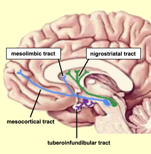 Dopamin hlavní dráhy Nigrostriatální systém ze SN do striata (nc. caudatus, putamen) Mesolimbický systém (z VTA do nc.