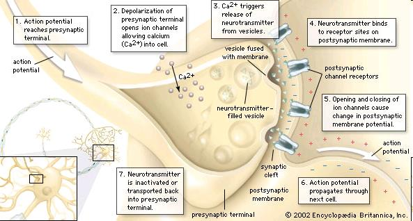 Synapse