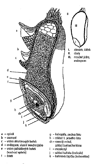 3.3.1 Anatomická stavba zrna ječmene Anatomická stavba ječmenného zrna má význam nejen při jeho hodnocení, ale také při skladování a následném zpracování.