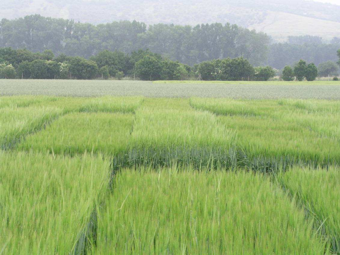 pšenici, 2008 Obr.