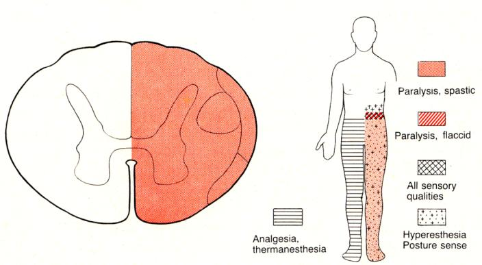 Anatomie