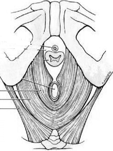 Diaphragma pelvis tvar mělké nálevky