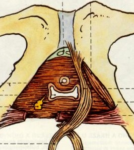 Diaphragma urogenitale trojúhelníkovitá destička od symfýzy k tubera